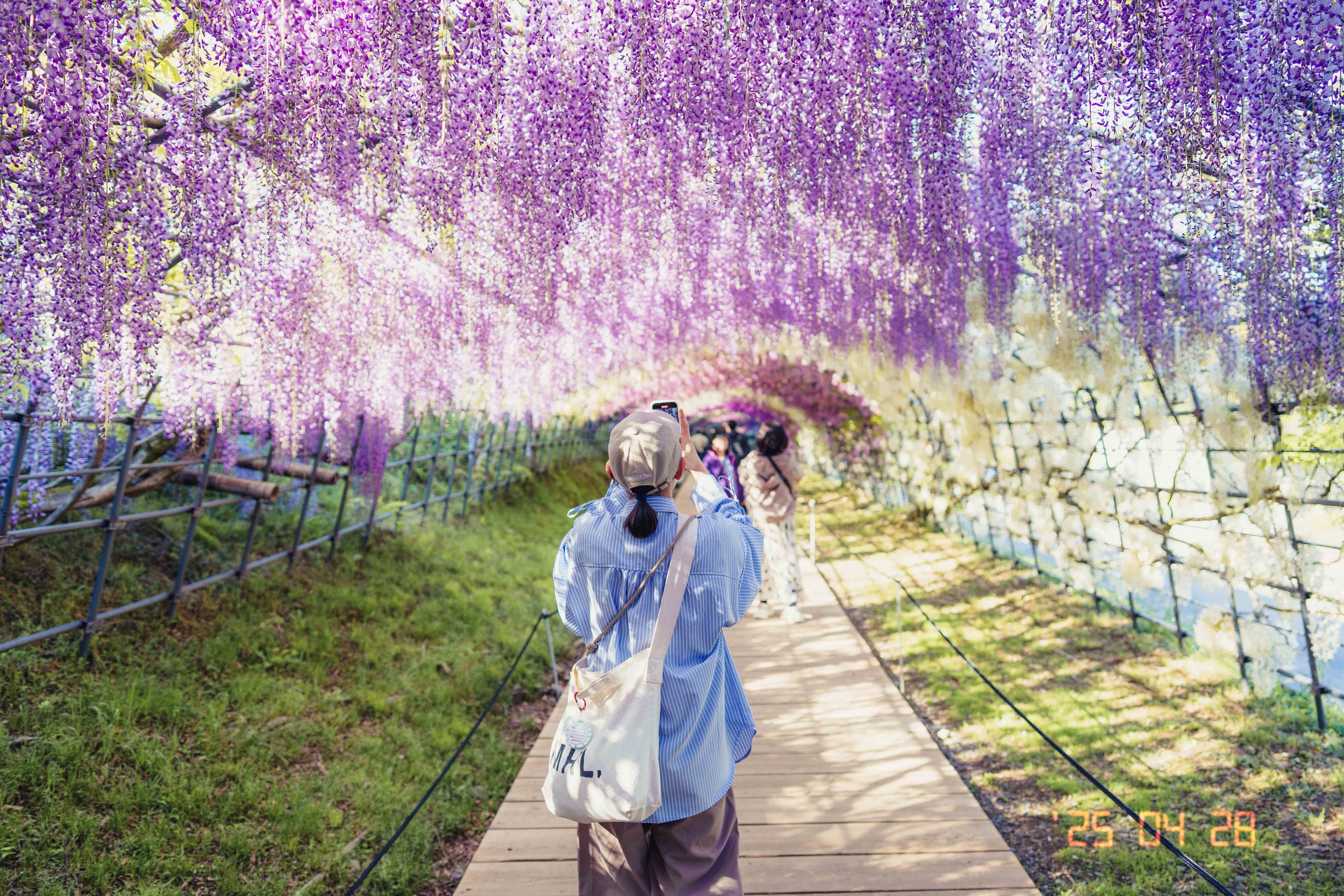 Wisteria tunnel sample photo